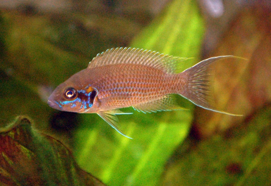 Neolamprologus signatus