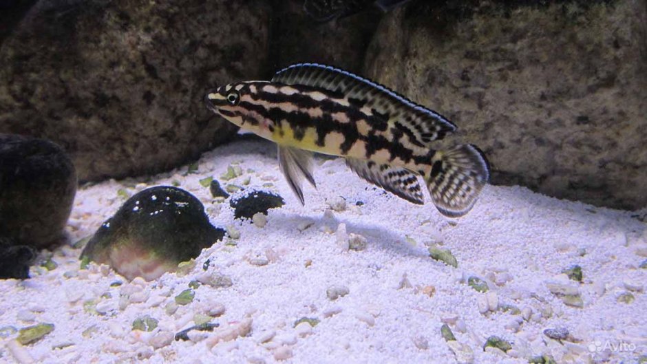Neolamprologus цилиндрикус