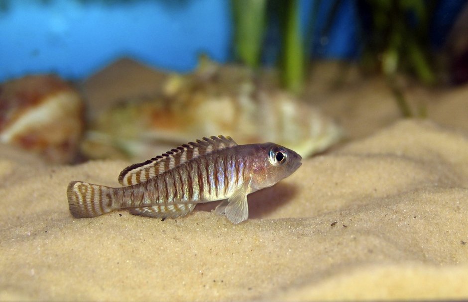 Neolamprologus caudopunctatus Orange fin