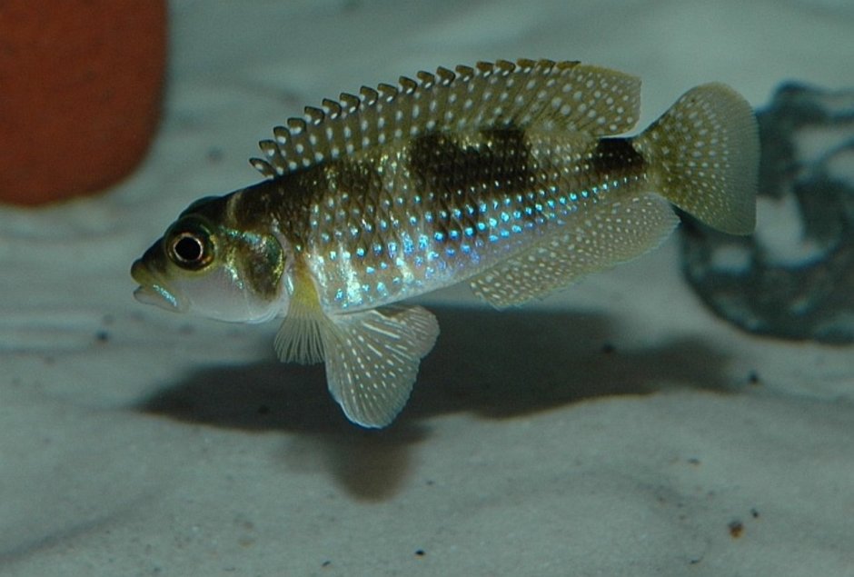 Neolamprologus falcicula