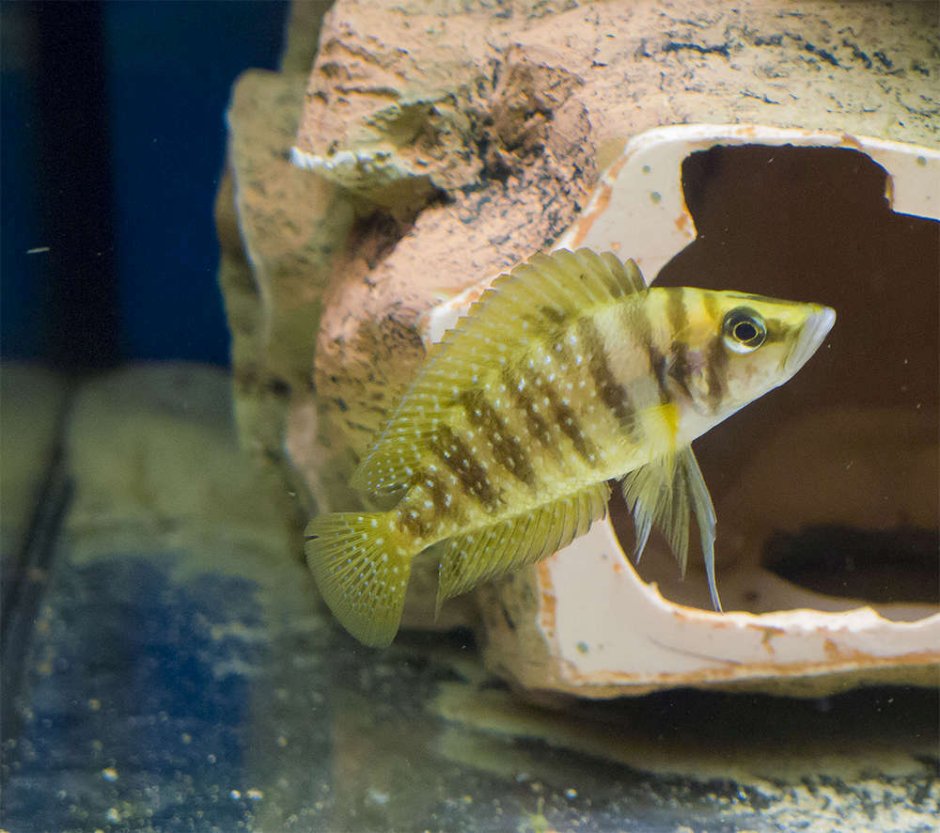 – Lamprologus (Neolamprologus) Brevis