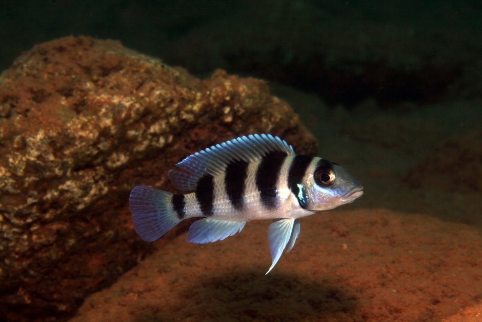 Julidochromis regani