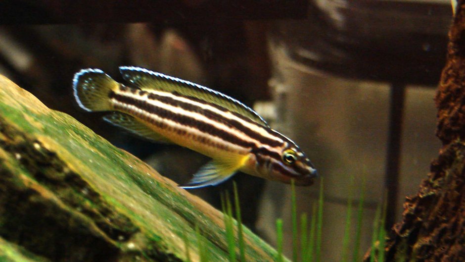 Neolamprologus caudopunctatus 'Kapampa'