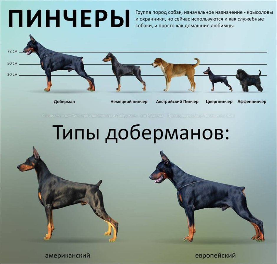Окрас агути у собак