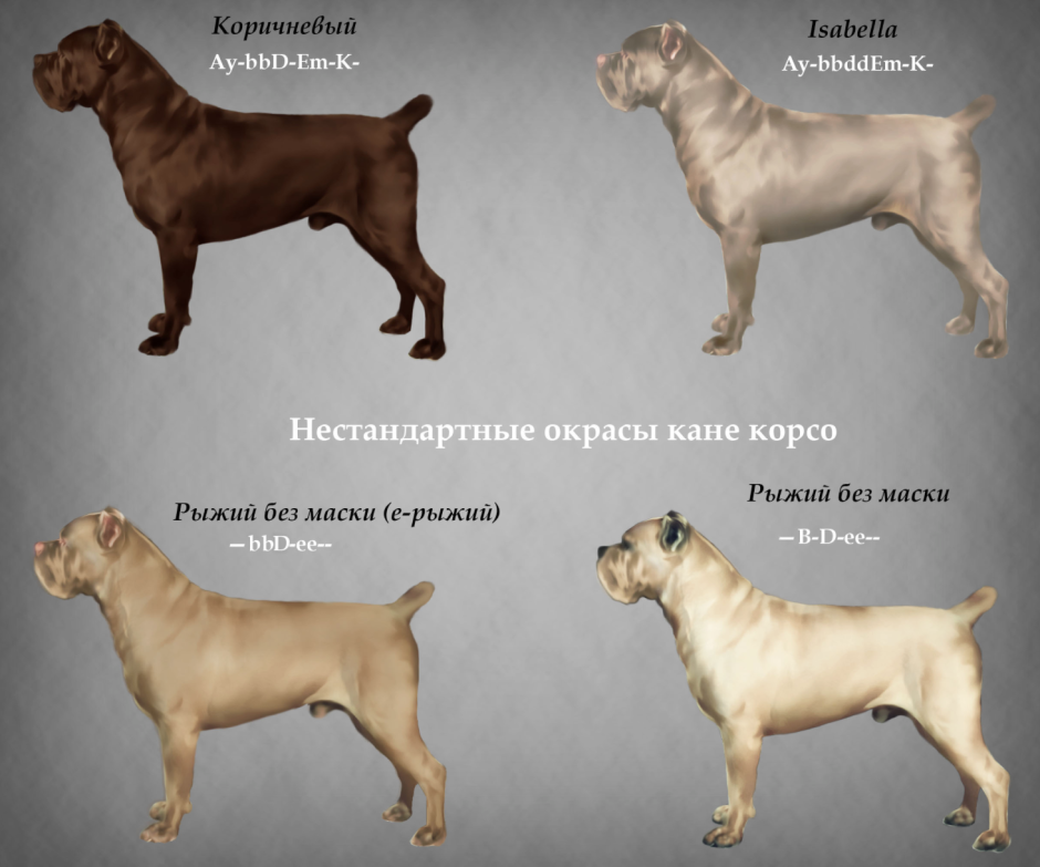 Мини Доберман Цвергпинчер