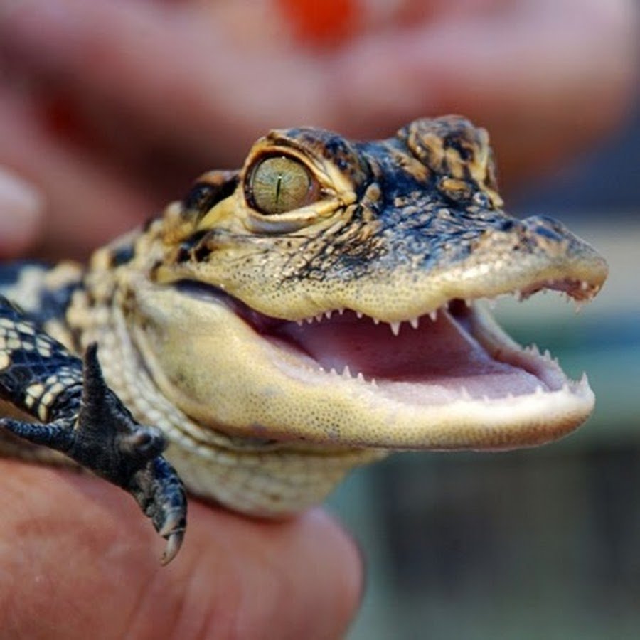 Маленький крокодил