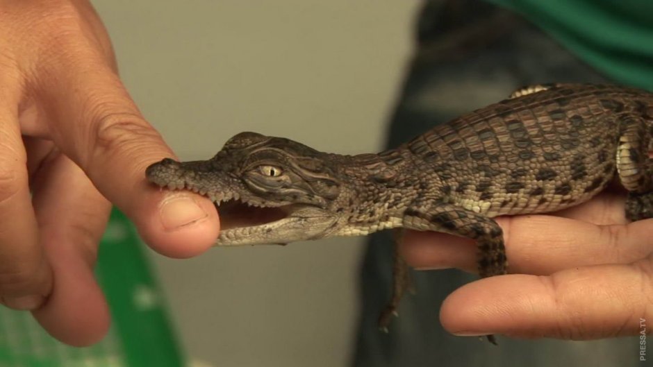 Карликовый Кайман