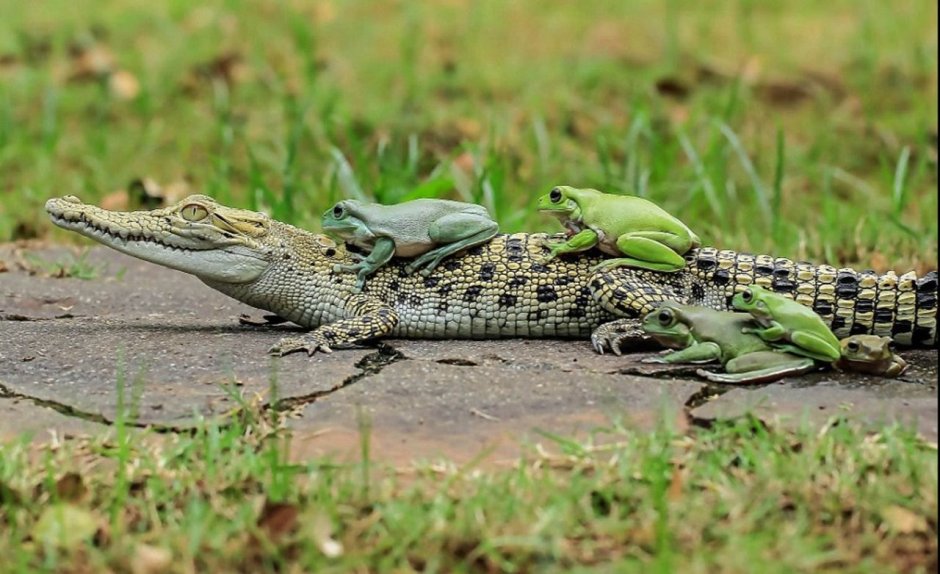 Кайман детёныш