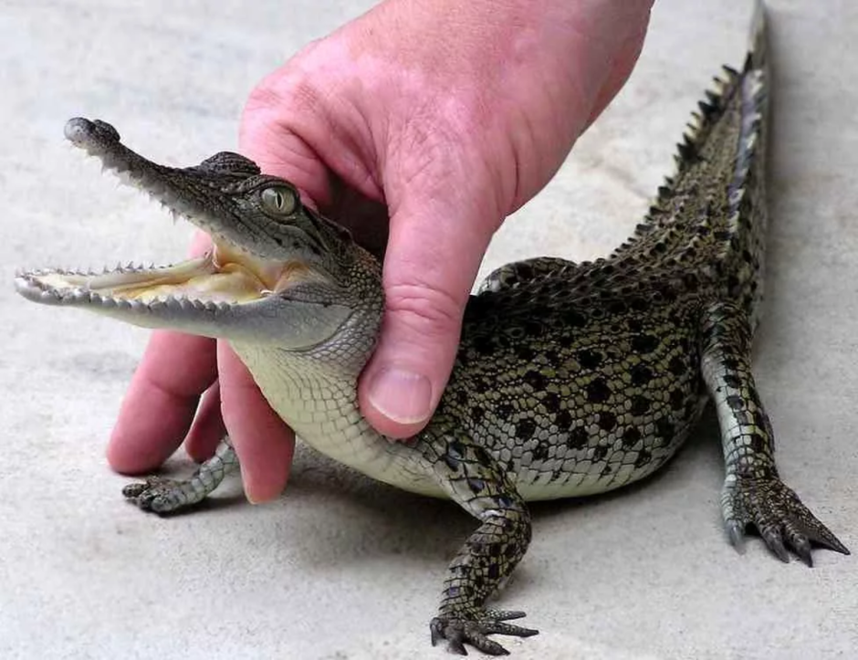Гребнистый крокодил маленький