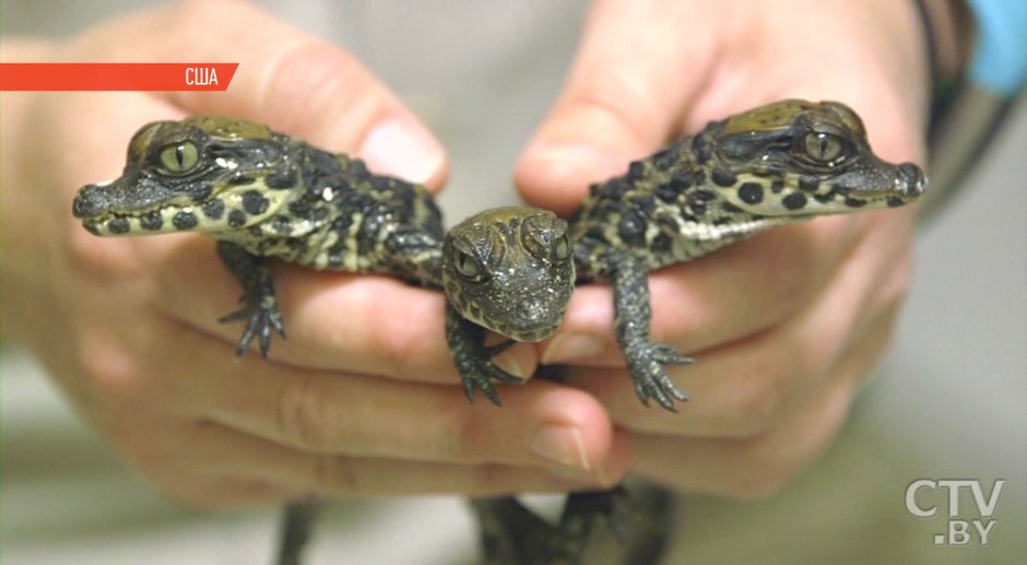 Маленький детеныш крокодилов