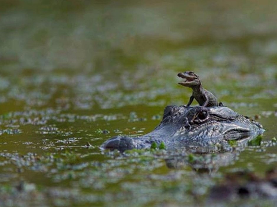 Детеныш крокодила