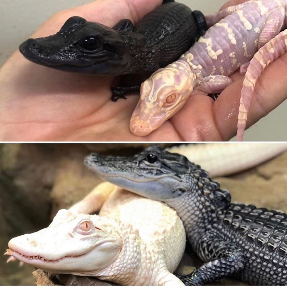 Меланизм крокодил