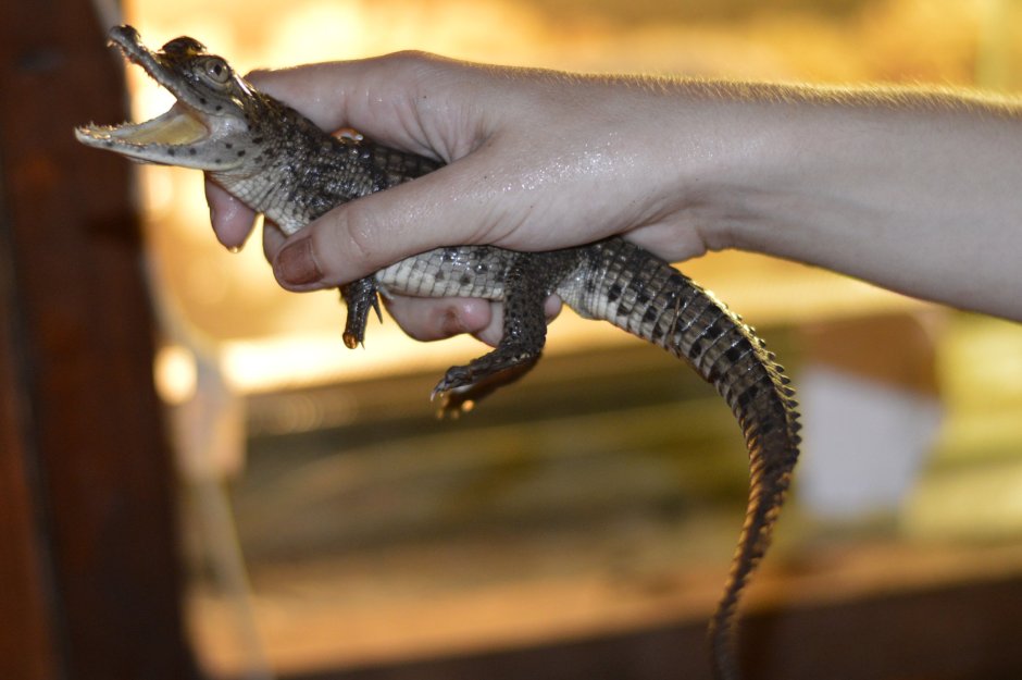 Маленький крокодил