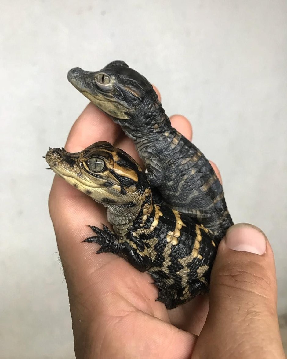 Карликовый крокодил домашний