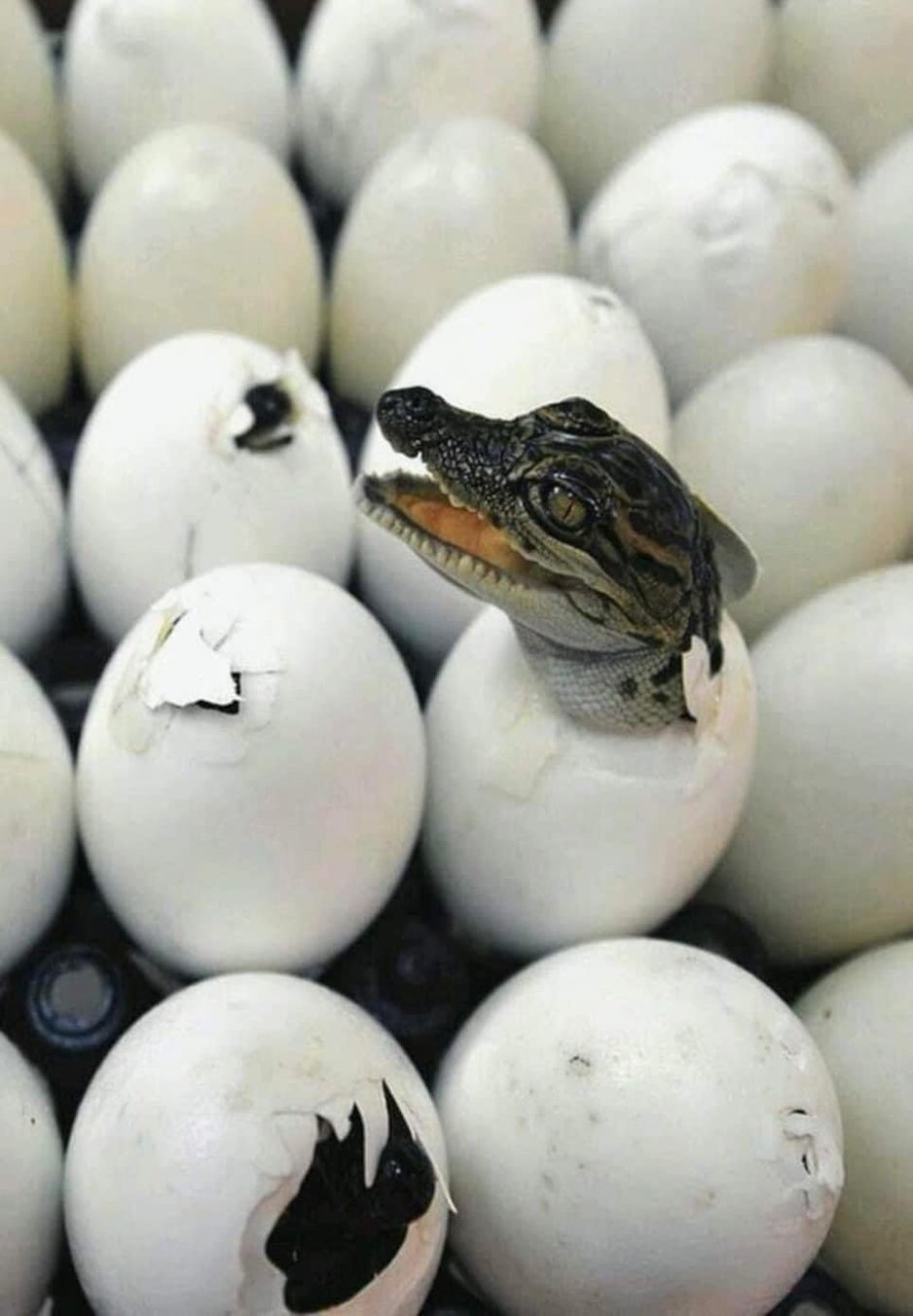 От крокодила до лягушки