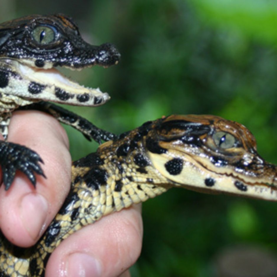 Крокодильчик Свомпи