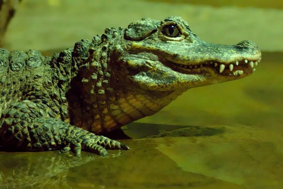 Крокодил иллюстрация