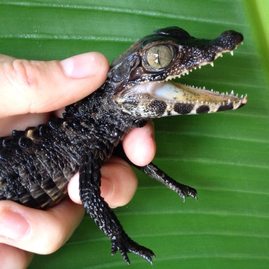 Гладколобый Кайман Шнайдера