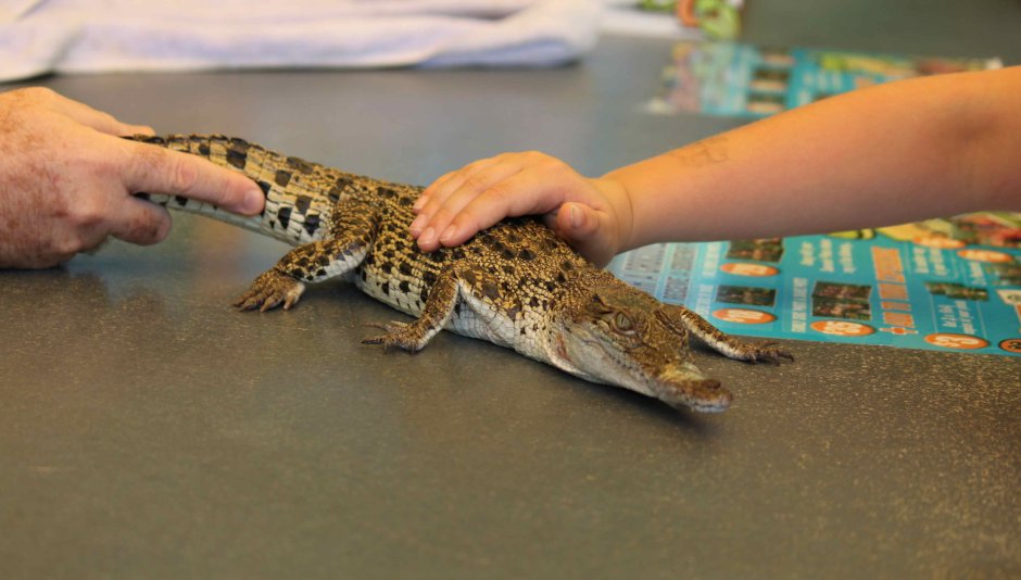 Самый маленький хищник в мире