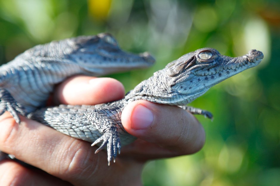 Остромордый крокодил