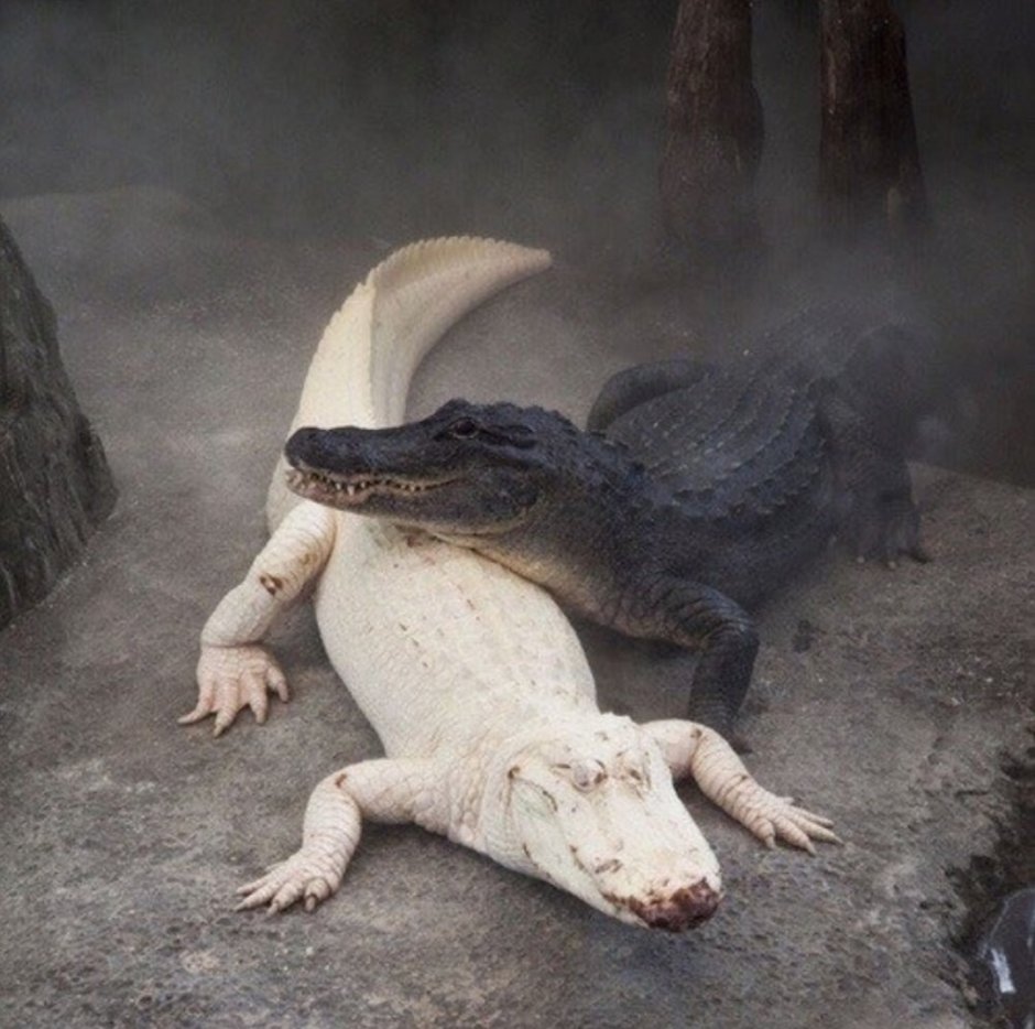Крокодил вылупляется из яйца