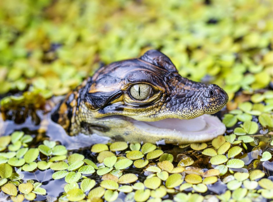 Alligator cute picture