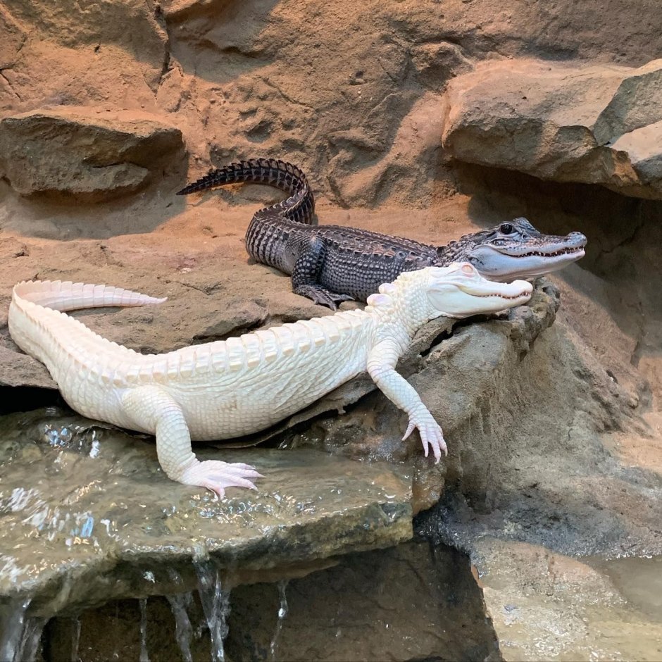 Детеныш крокодила