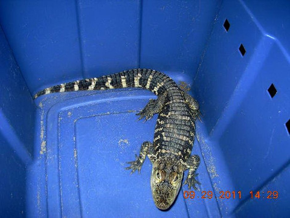Карликовый крокодил домашний