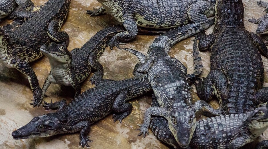 Зухос крокодил