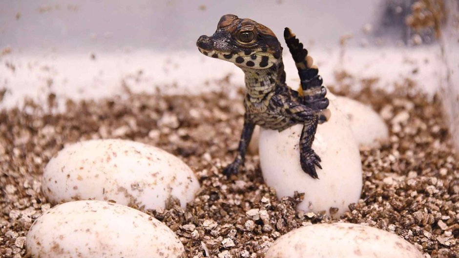 Нильский крокодил детеныш