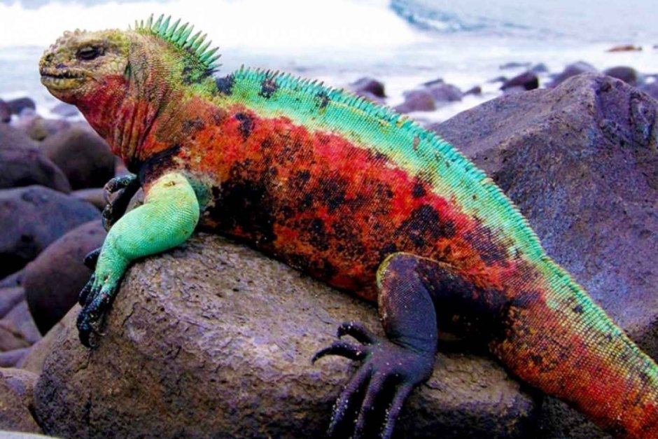 Галапагосская морская игуана