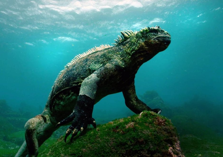 Морская игуана в воде