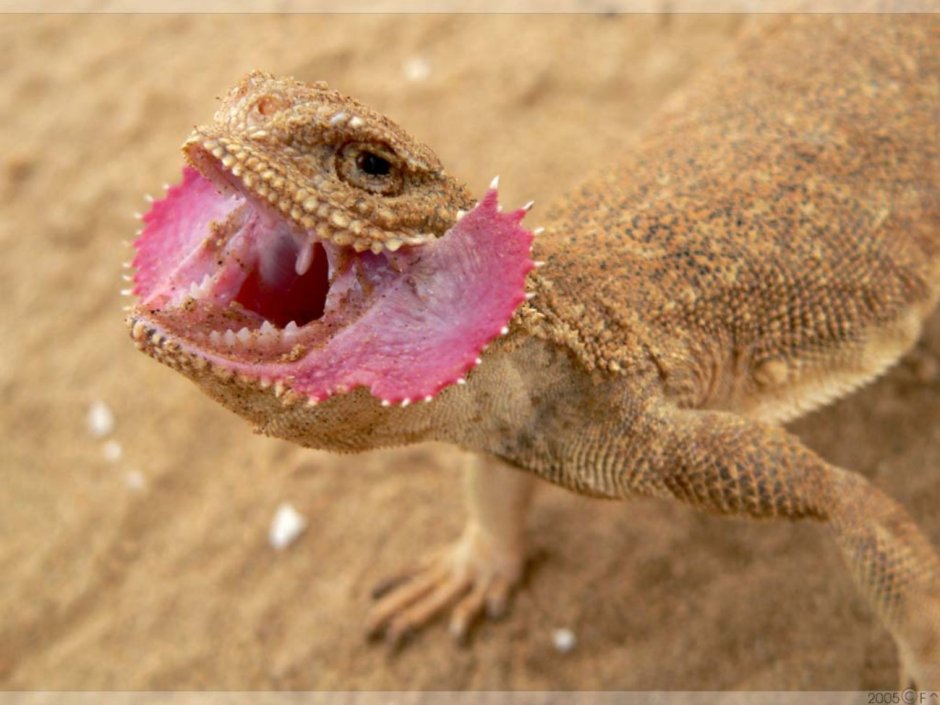 Ушастая круглоголовка (Phrynocephalus mystaceus