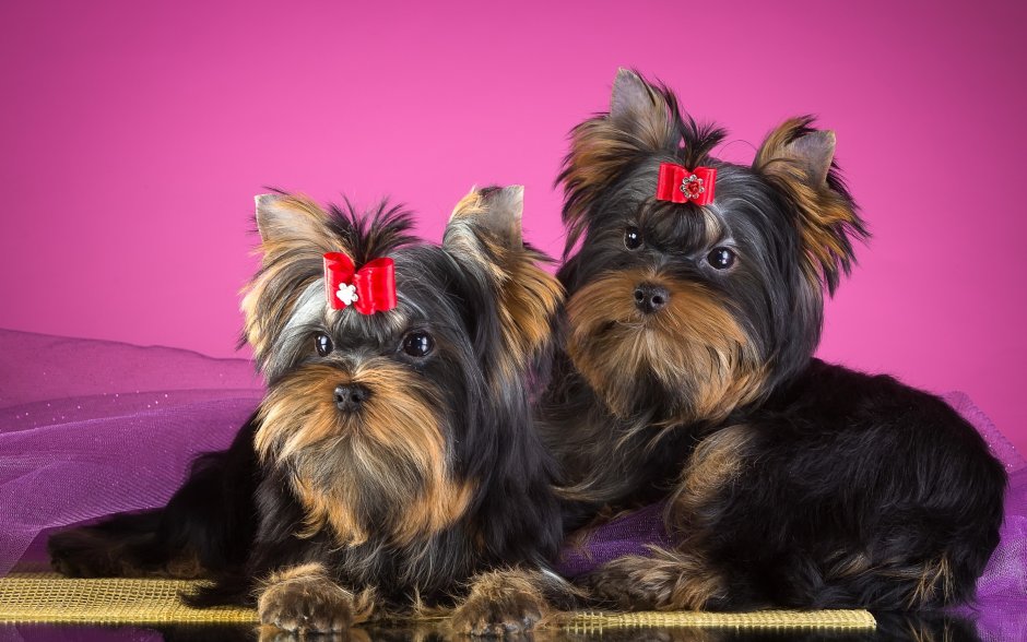 Shih Tzu Breed