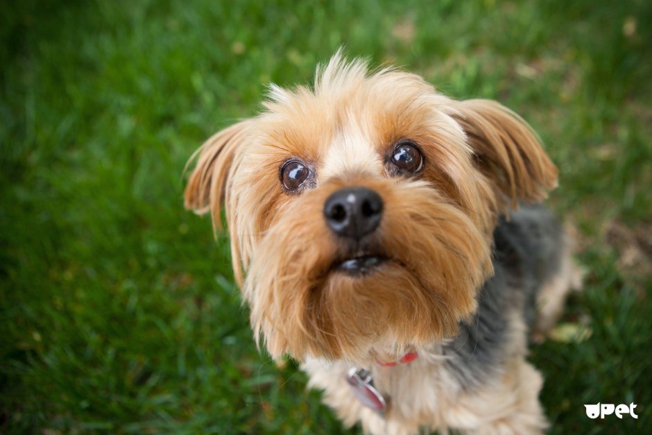 Yorkie Shih Tzu
