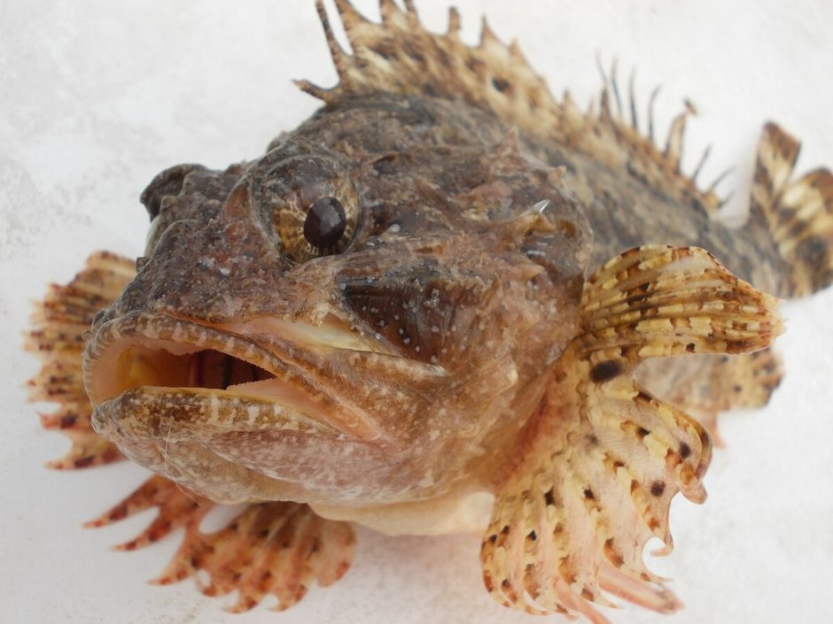 Морской Ерш скорпена