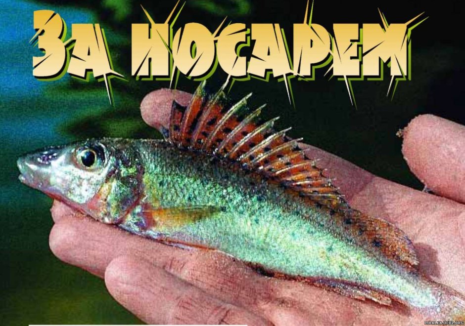Носара рыба