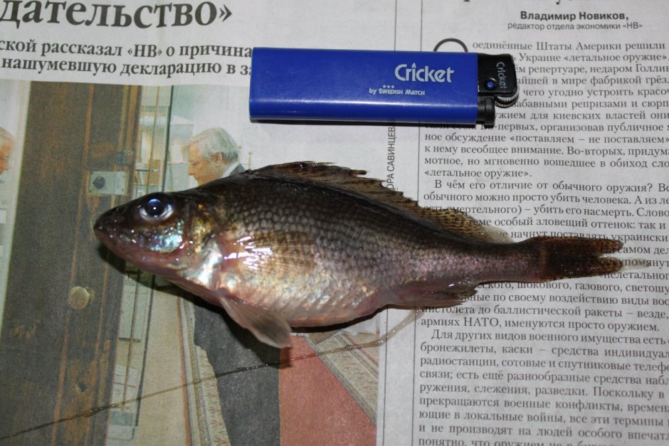 Сопливый Ерш