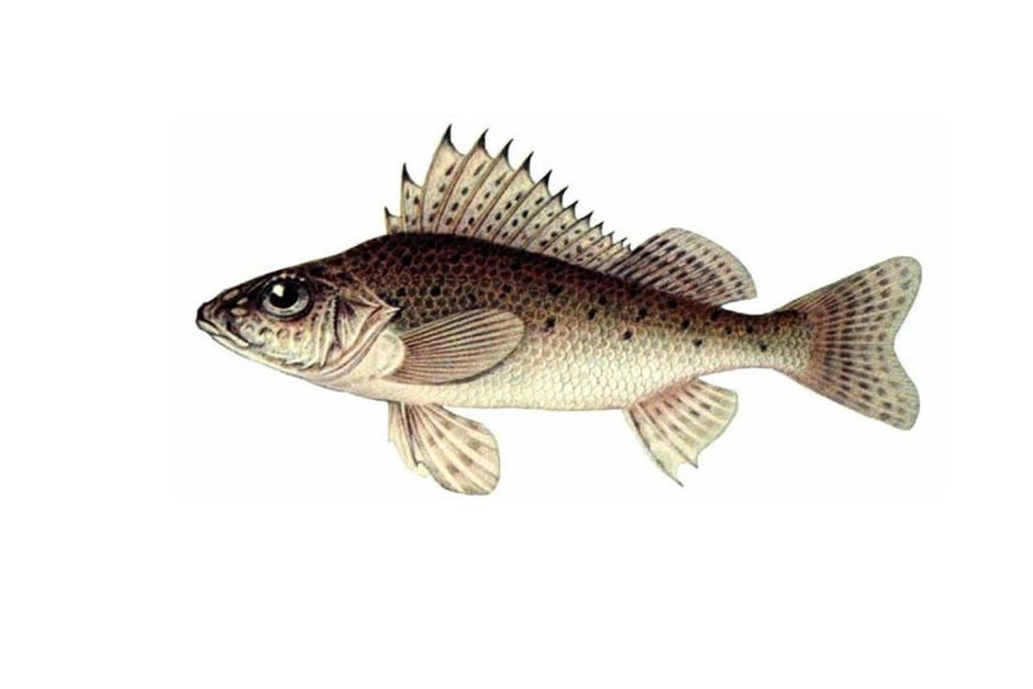 Морской Ерш скорпена Черноморский