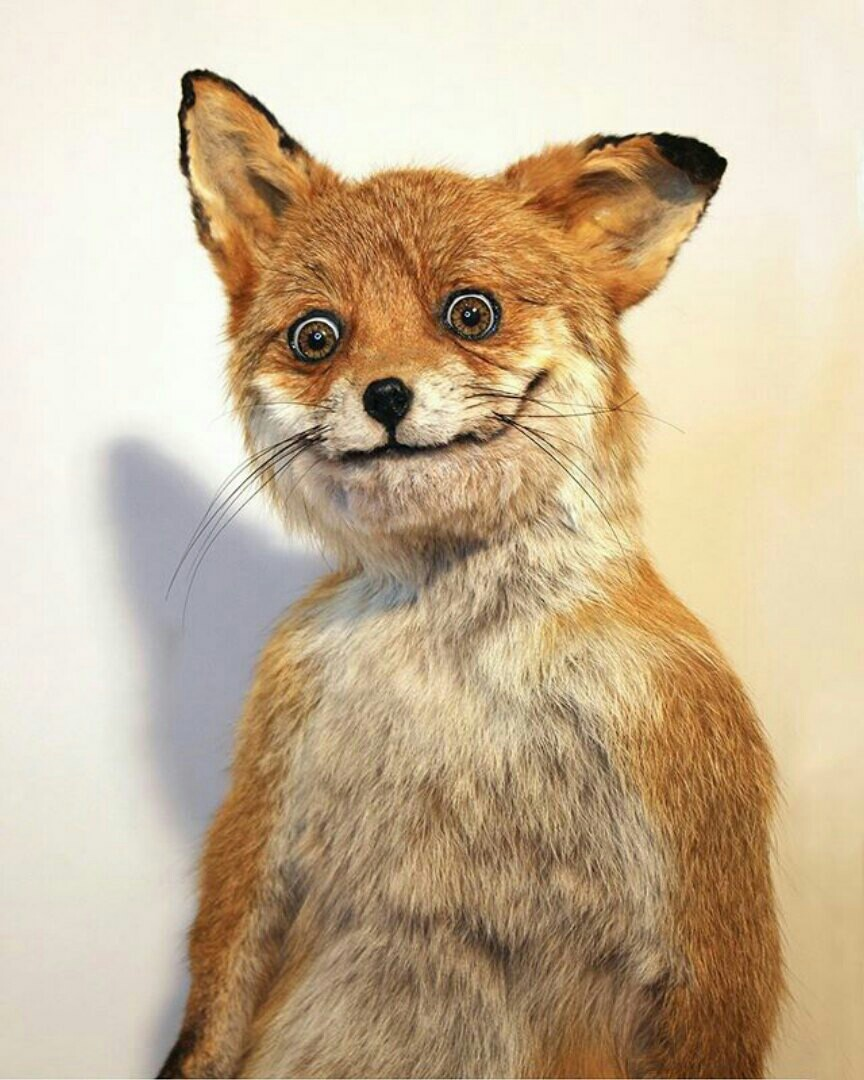 Упоротая лиса