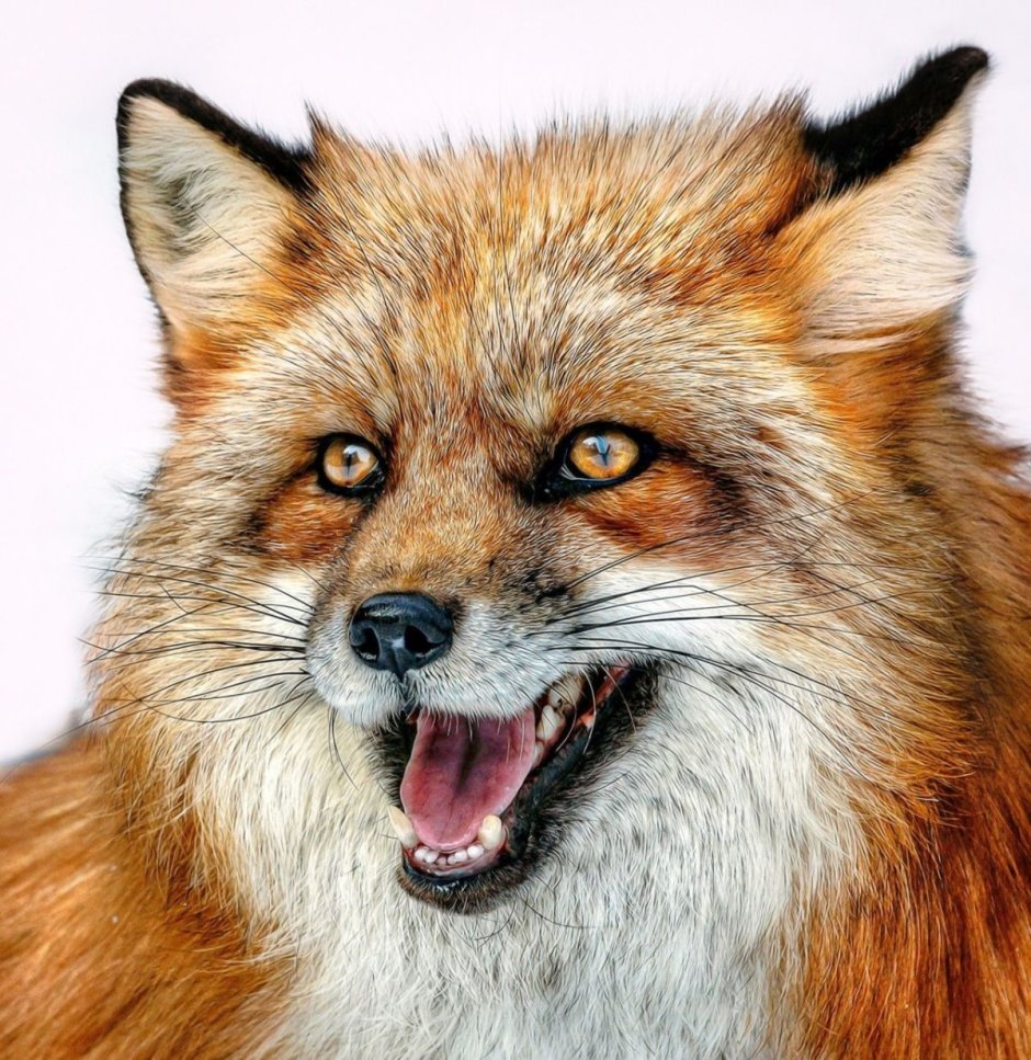 Лис с усами