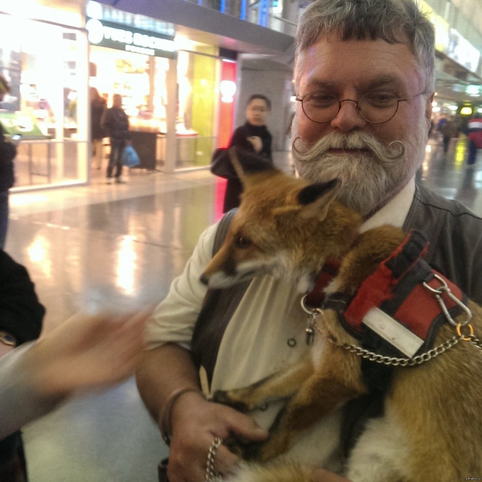 Кавказец с большими бровями