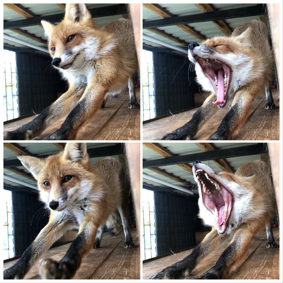 Накладные усы для фотошопа