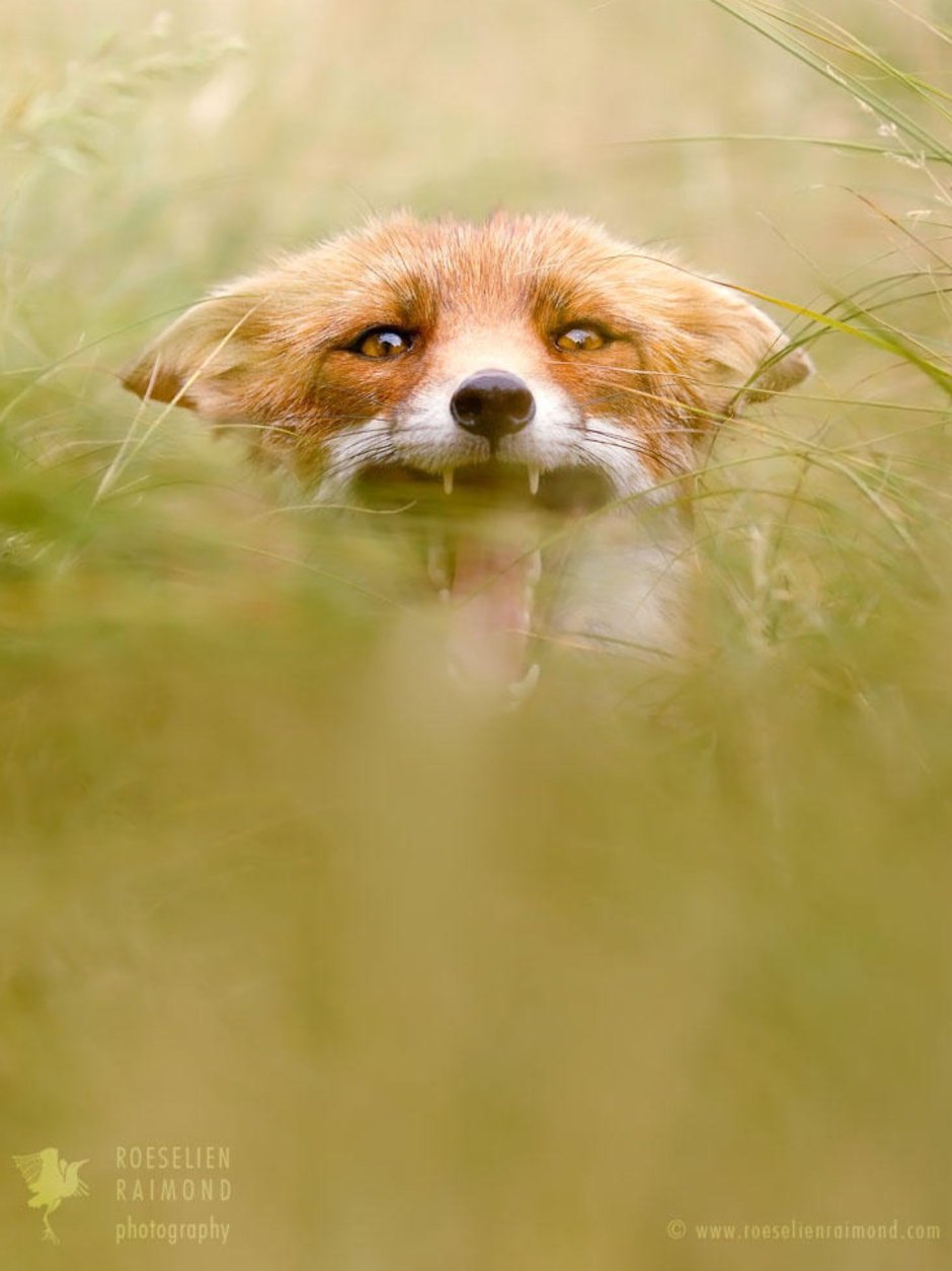 Лиса с усами