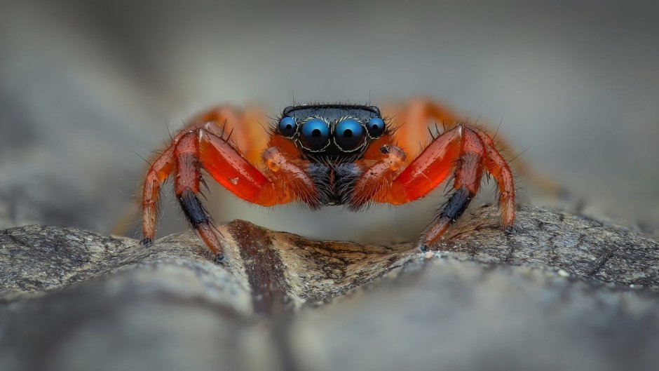 Spider man паутина