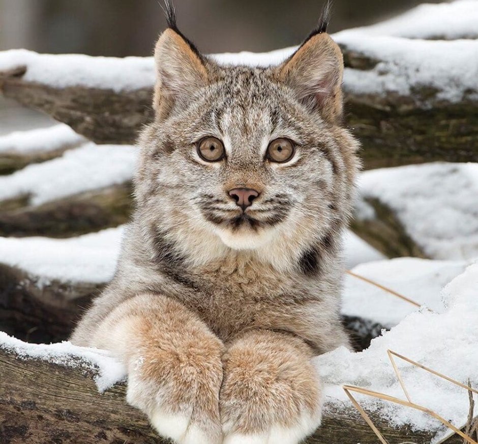 Дикие кошки Сибири