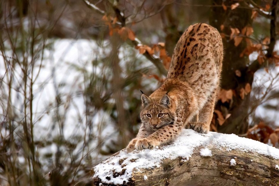 Рысь — Lynx Lynx