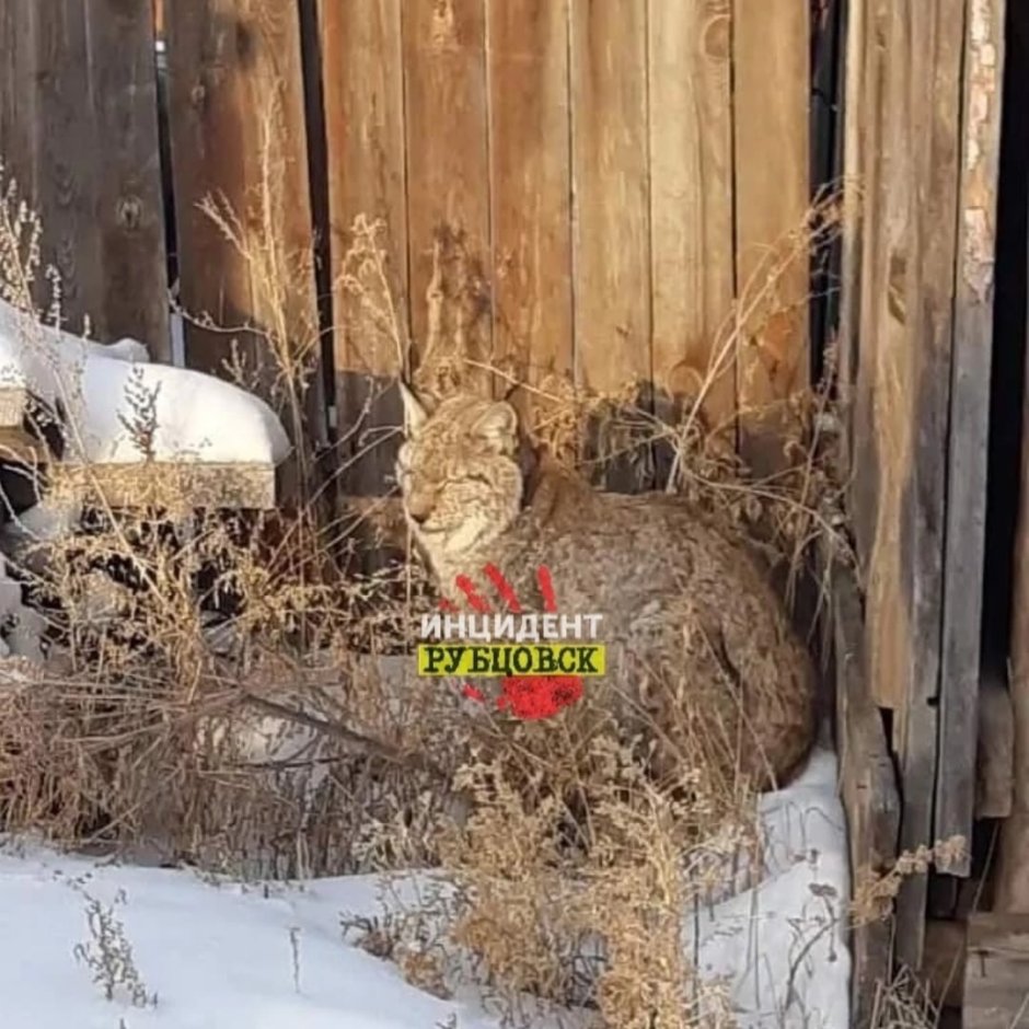 Рысь в Алтайском крае нападает