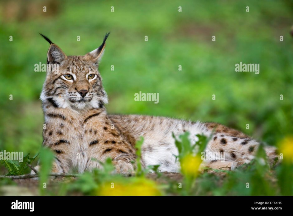 Lynx issiodorensis