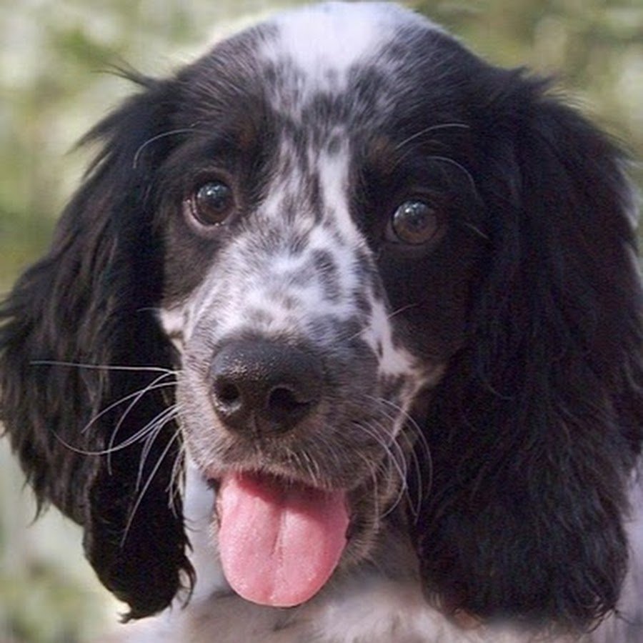 Британский кокер спаниель